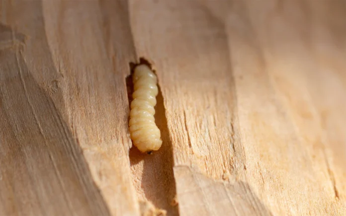 Vos meubles en bois sont en danger ? Voici comment les sauver des parasites avant qu'il ne soit trop tard !