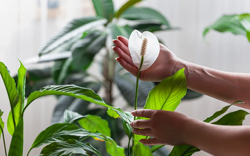 Cette petite plante n'en a pas l'air mais elle absorbe l'humidité et purifie l'air de votre maison et rend votre intérieur plus sain