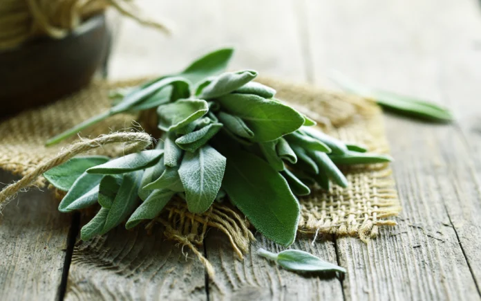 Cette plante aux multiples usages peut être facilement cultivée dans votre jardin Cette plante aux multiples usages peut être facilement cultivée dans votre jardin