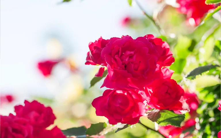 Le mois idéal pour tailler vos rosiers n'est peut être pas celui que tout le monde pense