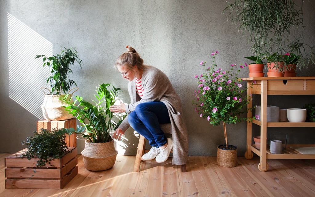 Vos plantes d'intérieur pourraient ne pas survivre à l'hiver alors voici comment les protéger