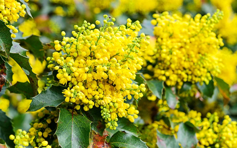 Ces 6 plantes qui résistent au gel sont idéales pour garder un jardin fleuri saison après saison