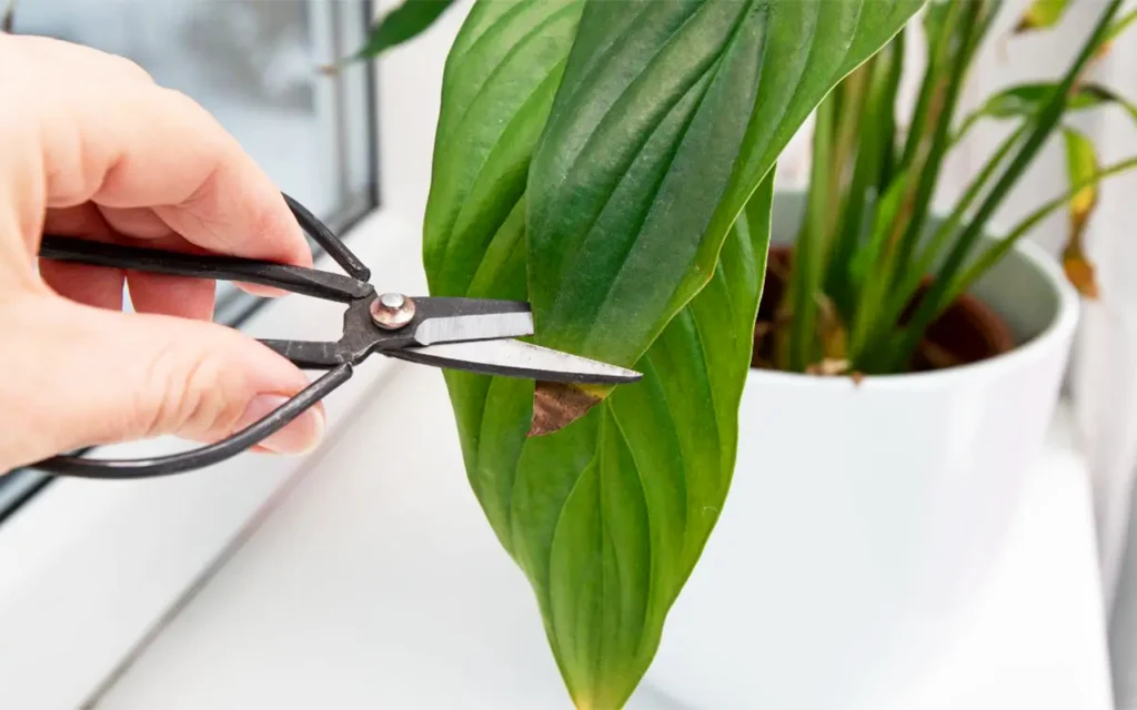 On vous explique comment éviter à vos plantes d'intérieur de souffrir si ce signe apparait trop régulièrement
