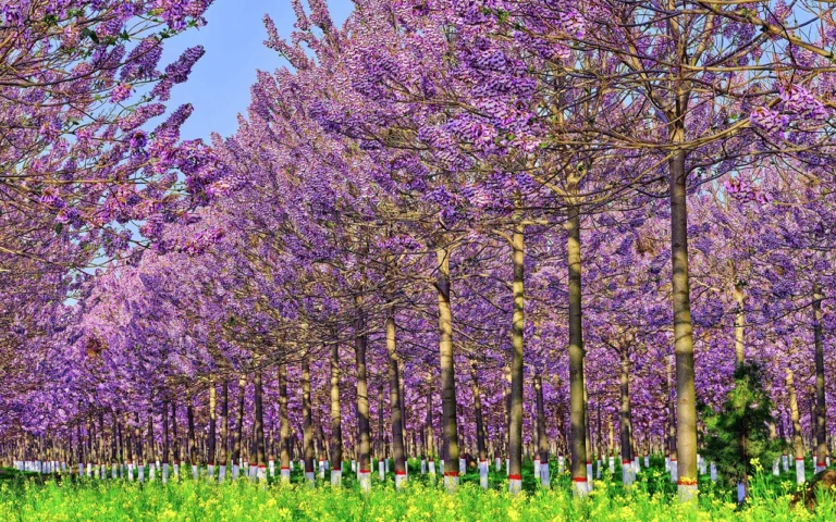Découvrez l'arbre qui pousse aussi rapidement que le bambou mais dont les fleurs éblouissantes volent la vedette