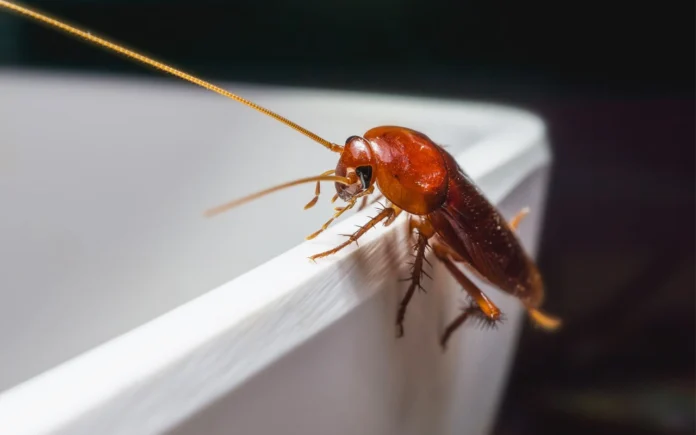 Attention, cet insecte dans votre salle de bains annonce de graves problèmes mais il n'est pas trop tard pour s'en débarrasser Attention, cet insecte dans votre salle de bains annonce de graves problèmes mais il n'est pas trop tard pour s'en débarrasser