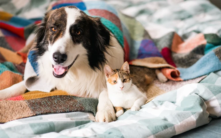 Avant d'adopter un animal, il y a des règles légales à respecter sinon vous vous exposez à de grosses sanctions