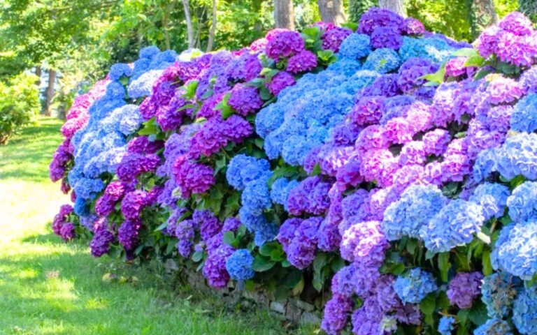 Ce coin précis de votre jardin fait exploser les fleurs d’hortensia selon les pros, mais 80 % des gens l’ignorent
