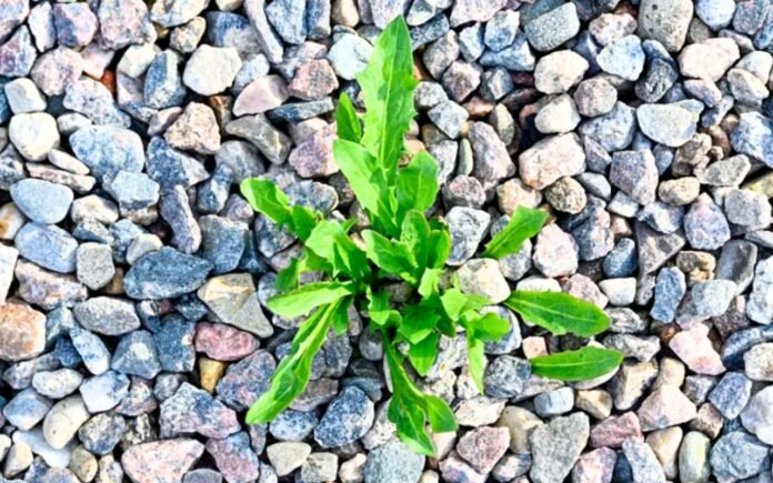 Ce secret d'entretien bloque les mauvaises herbes dans votre gravier sans produits chimiques Ce secret d'entretien bloque les mauvaises herbes dans votre gravier sans produits chimiques