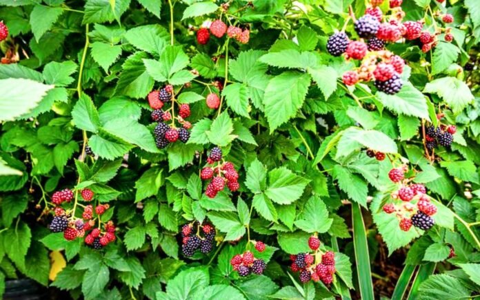 6 fruits à croissance rapide que vous pouvez planter dès maintenant et savourer cet été 6 fruits à croissance rapide que vous pouvez planter dès maintenant et savourer cet été