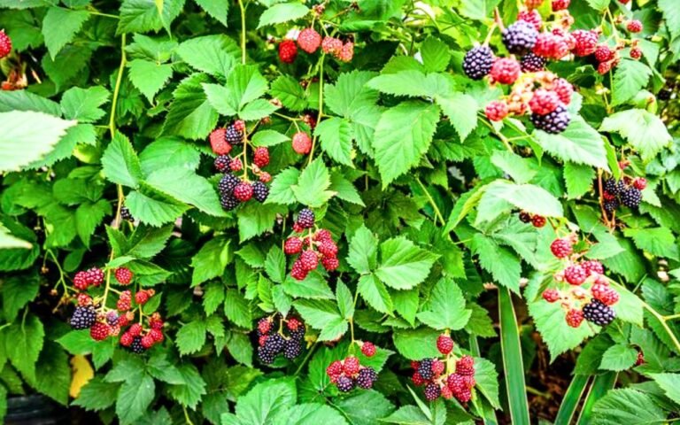 6 fruits à croissance rapide que vous pouvez planter dès maintenant et savourer cet été