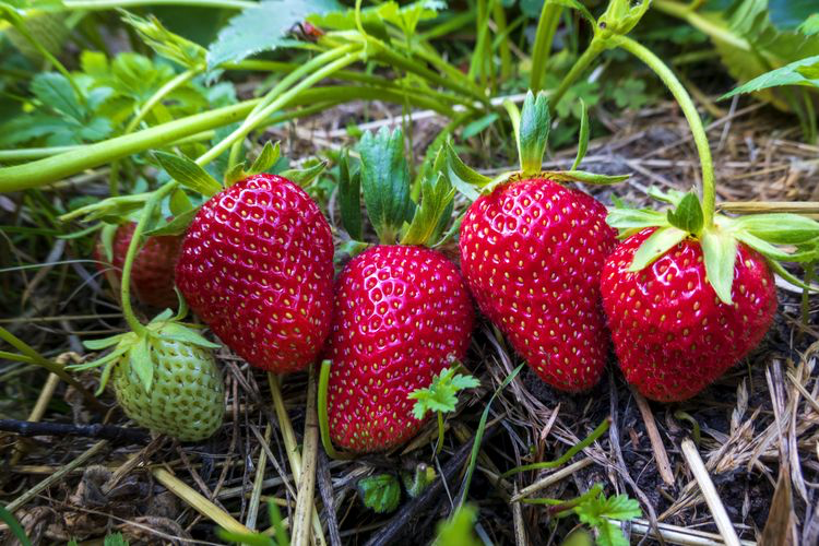 Photo de fraises